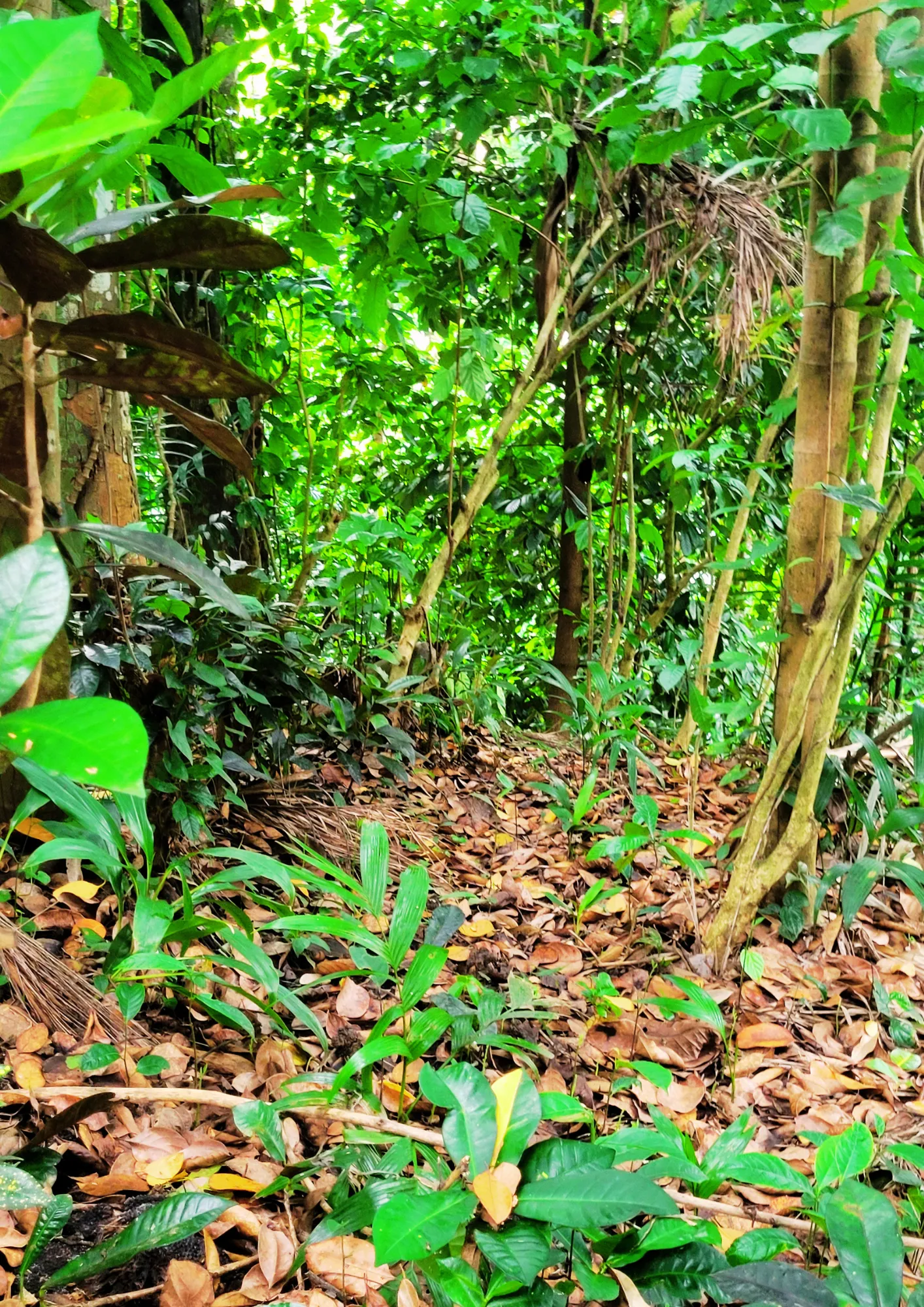 Shaded forest trail winding through the Thepu Villa estate near Kandy