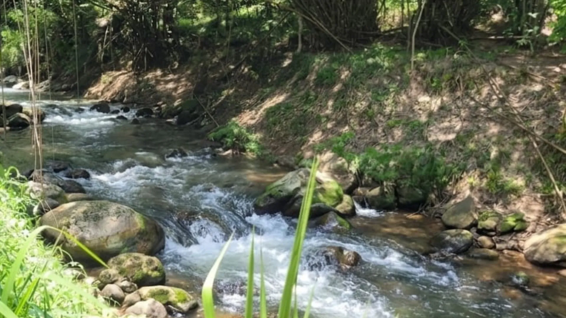 Rocky stream rushing past the estate under the forest canopy
